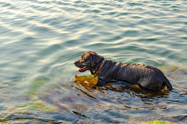 De hond baadt in zeewater.