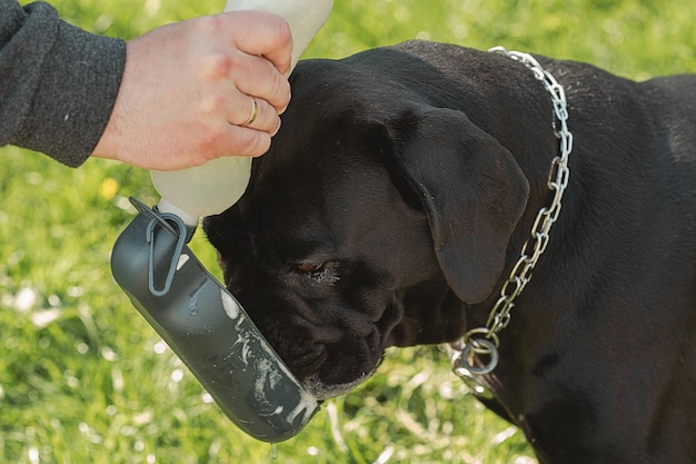 De hond drinkt water uit een drinkbak Cane Corso portret Cane Corso zit buiten op groen gras Grote hondenrassen Italiaanse hond Cane Corso De moedige blik van een hond