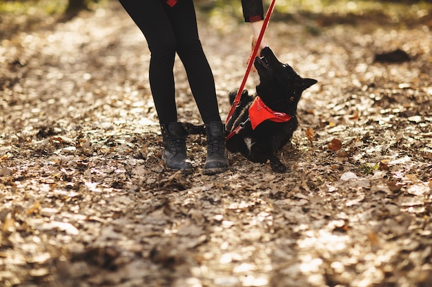 De hond heeft plezier met haar eigenaar in het herfstpark