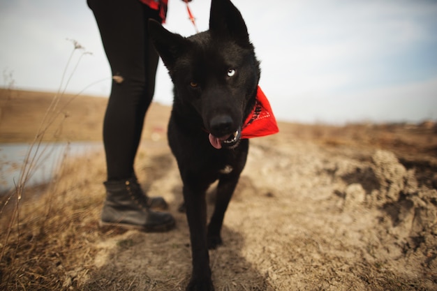 De hond heeft plezier met haar eigenaar in het najaarsveld