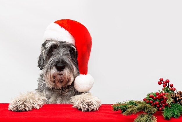 De hond in een kerstmuts van de kerstman