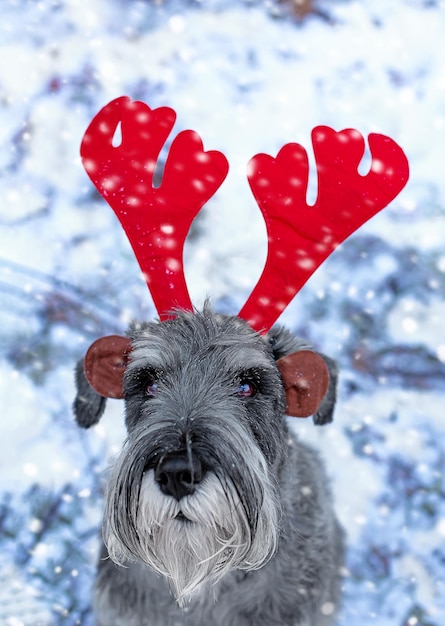 Foto de hond in rendierhoorns bij sneeuwweer met kerstmis