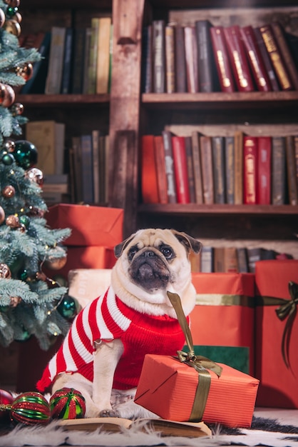 De hond in santakostuum zit onder de kerstboom met geschenken en boek in de studio