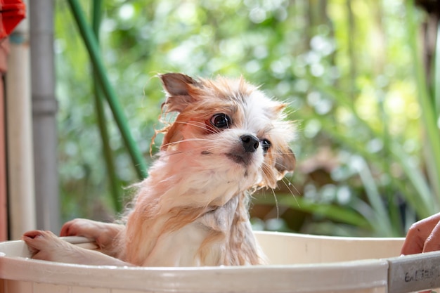 De hond is aan het douchen