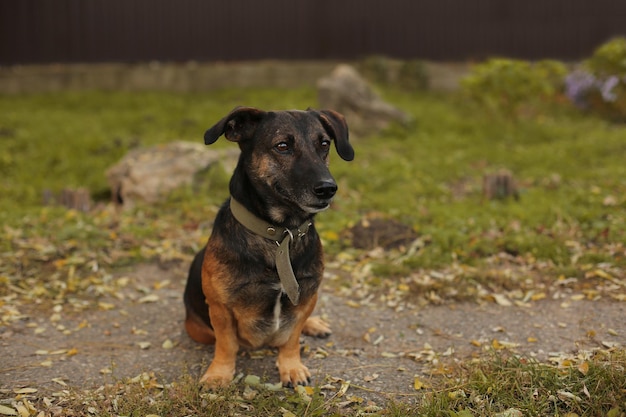 de hond is een kruising tussen een teckel met een halsband die op het pad zit