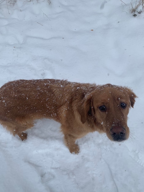 De hond kijkt aandachtig naar de eigenaar en luistert naar hem terwijl hij op de bevroren en natte sneeuw staat