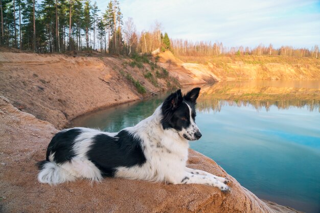 De hond kijkt in de verte op de oever van een zandgroeve.