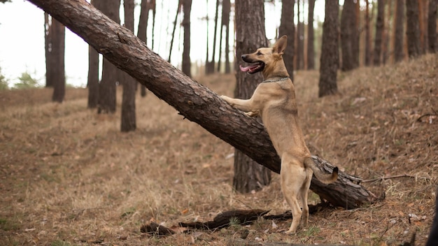 De hond klom in een boom voor een stok.