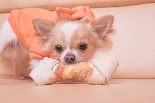 De hond knaagt aan een bot Chihuahua eet op een beige bank