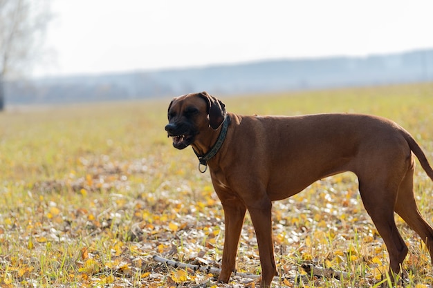 De hond kraste een grappig gezicht voordat hij niesde