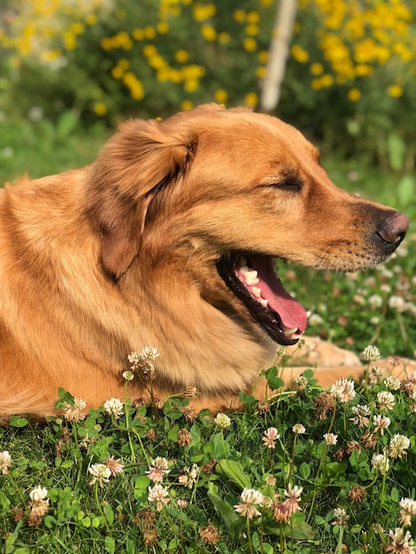 De hond lacht tussen het sappige gras en de klaver