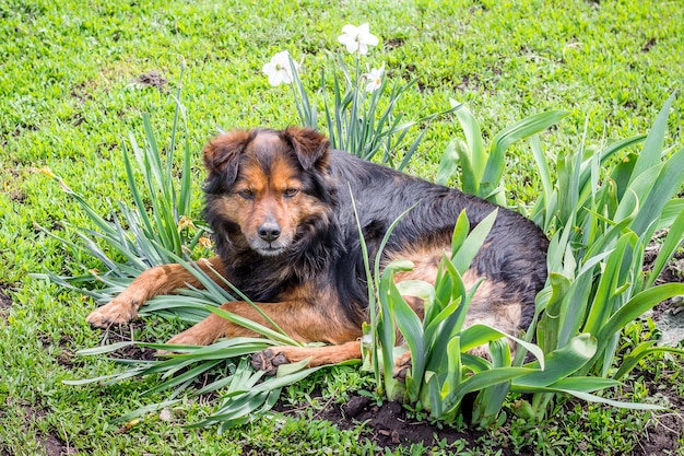 De hond ligt in de tuin tussen de bloemen