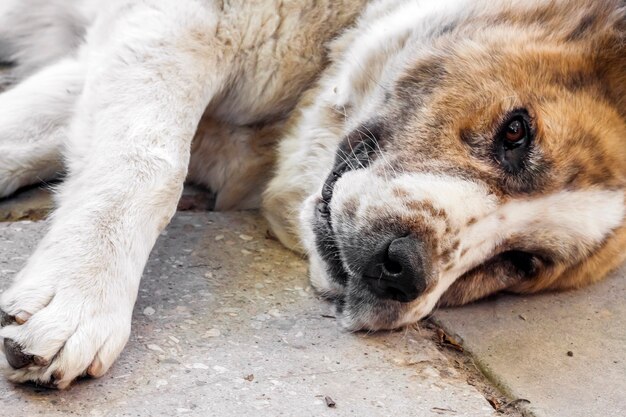 De hond ligt op de betonnen stoep. Ras Centraal-Aziatische herdershond (Alabai)