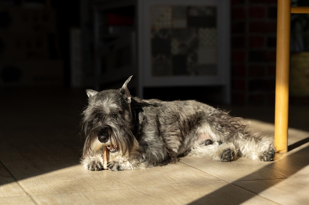 De hond ligt op de grond en koestert zich in de zon