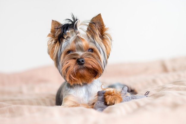 De hond ligt op het bed en kijkt naar de camera.