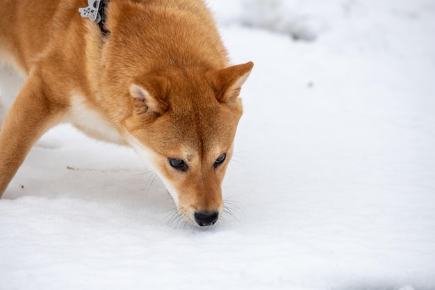 De hond ligt op het ijs mooie shiba inu hond liggend voor ijsval staande op de sneeuw