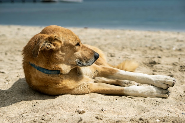 De hond ligt op het zand aan zee.