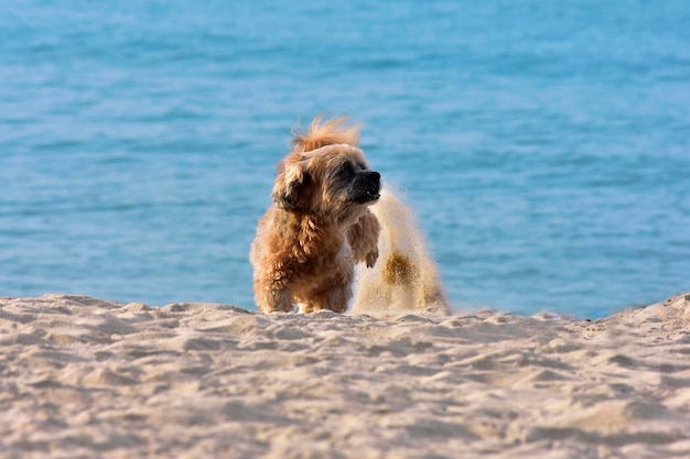 De hond ligt op het zand op het strand