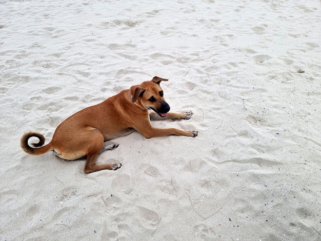 De hond ligt op het zand van het strand