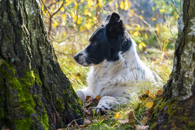 De hond ligt tussen twee berken. regio Leningrad,