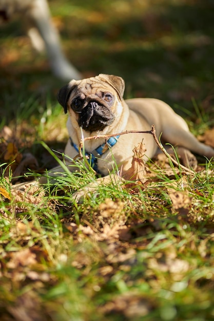 De hond loopt in de natuur. Portret van een jonge pug close-up. Huisdier bescherming concept.