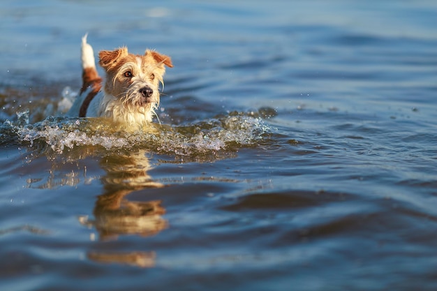 De hond loopt op het water Ruwharige natte Jack Russell Terrier aan de kust Zonsondergang