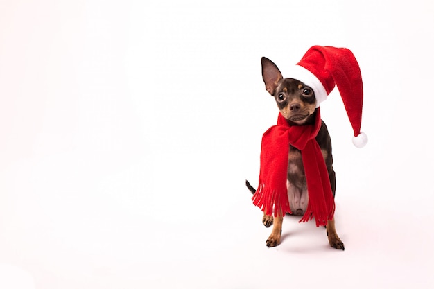 De hond met santahoed en stelt geïsoleerd op witte achtergrond voor.