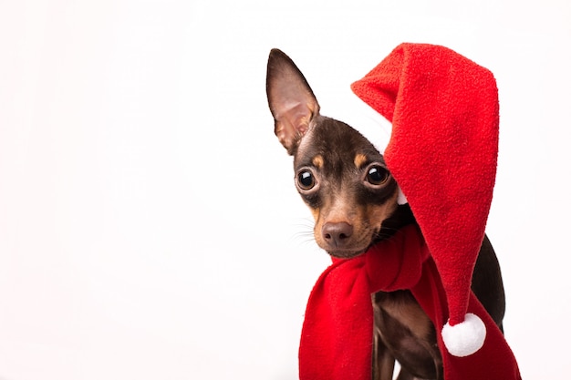 De hond met santahoed en stelt geïsoleerd voor