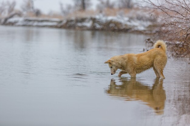 De hond op de rivier