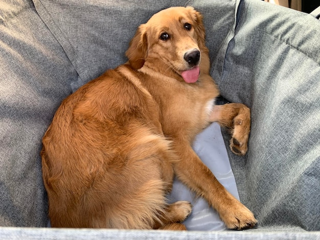 De hond raakte los in een autohangmat voor het vervoeren van golden retrievers