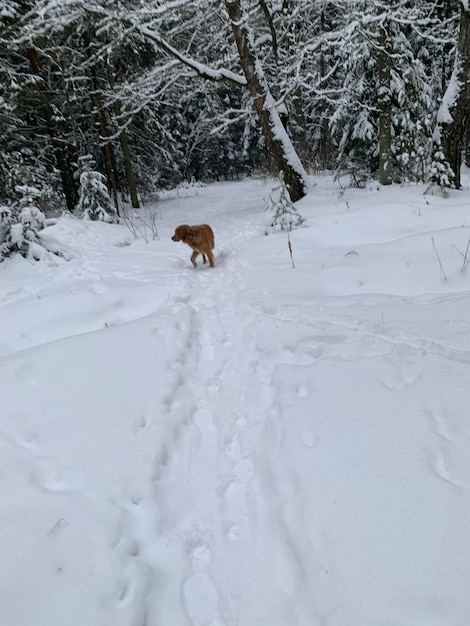 De hond rent door het besneeuwde bos