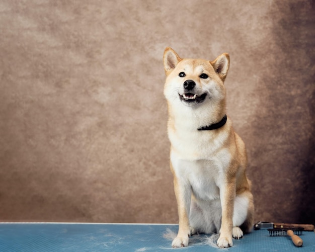 De hond Shiba Inu na zit op de trimtafel naast een speciale borstel om de wol te kammen