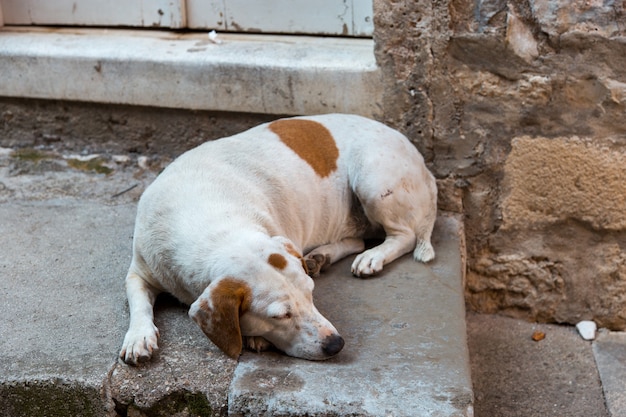 De hond slaapt, liggend op straat op het beton, werfhond.