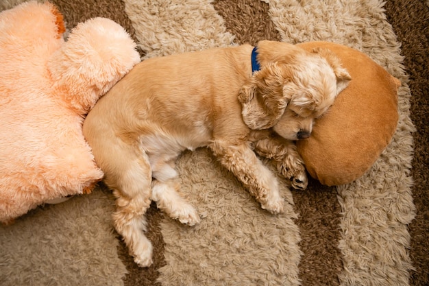 De hond slaapt met zijn hoofd op een zacht kussen