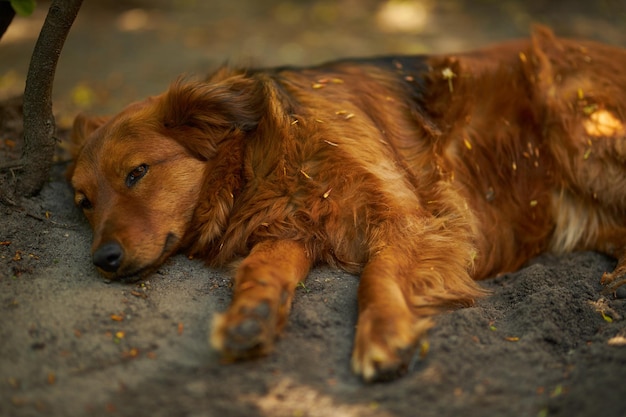 De hond slaapt op straat Hondenportret Ginger dog