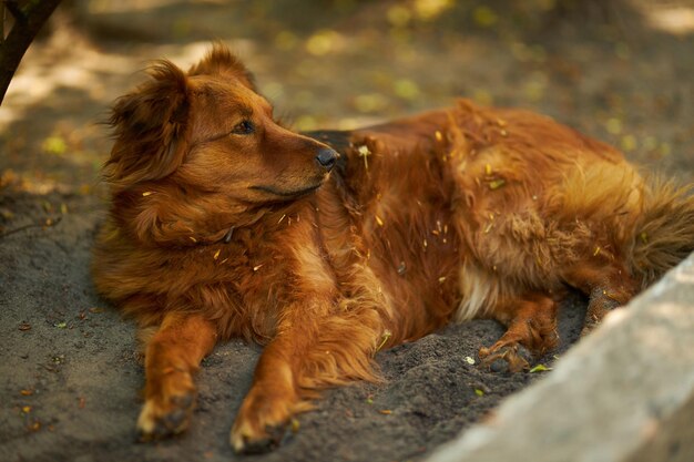 De hond slaapt op straat Hondenportret Ginger dog