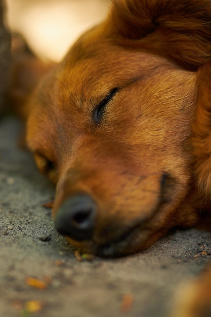 De hond slaapt op straat Hondenportret Ginger dog