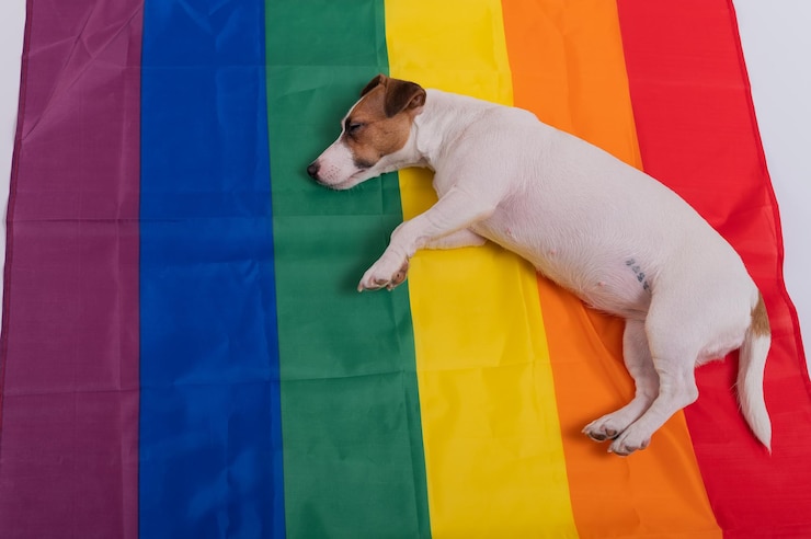 Foto de hond slaapt.
