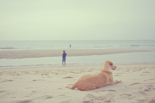 De hond sliep op het zand op zee, ontspant tijd, hond zitten