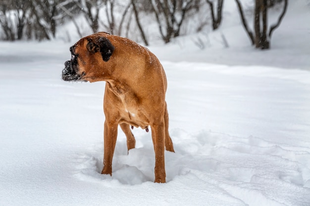 De hond speelt in het winterpark. Met een handschoen in zijn tanden.