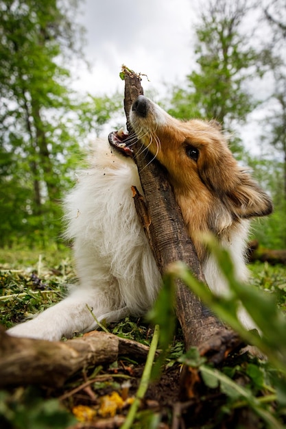 De hond speelt met een stok in het bos