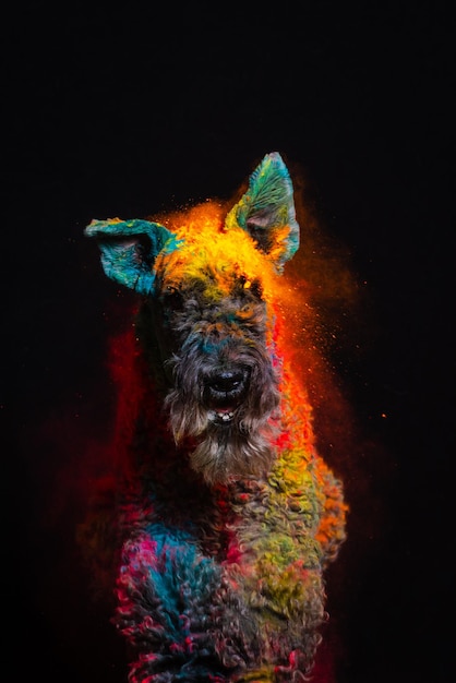 Foto de hond springt in kleuren op een zwarte achtergrond