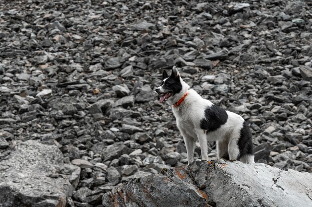 De hond staat op een rots. De zwart-witte husky staat als een leeuwenkoning op een grote rots.