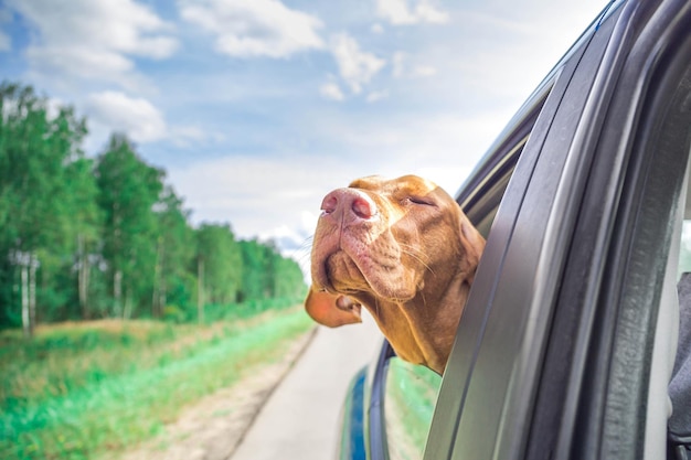 De hond stak zijn gezicht uit het autoraam tijdens het reizen