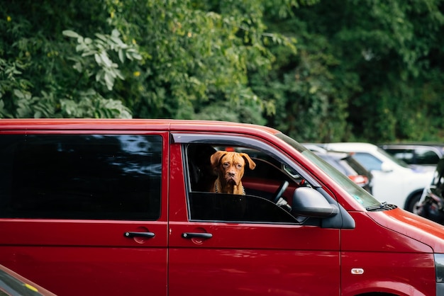 De hond stak zijn kop uit het autoraam