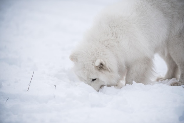 De hond stak zijn neus in de sneeuw samojeed witte hond is buiten op sneeuwachtergrond