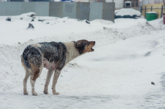 De hond tuitte de staart van de kou en huilt.