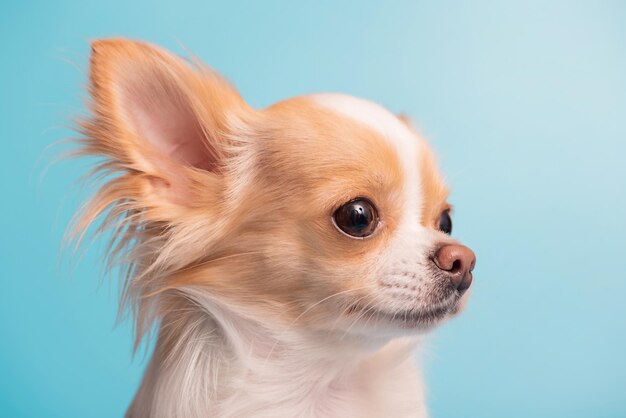 De hond van het ras Chihuahua is wit met rode kleur Minihond op een blauwe achtergrond