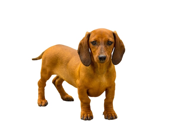 Foto de hond van het ras een dachshund van een bruine kleur geïsoleerd op een witte achtergrond