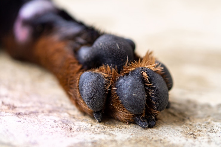 Foto de hond van het rottweilerras handtastelijk wordt dicht omhoog